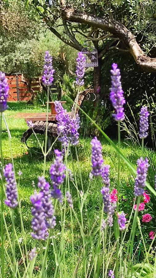 B&B La Casina Di Iris Arezzo Exteriör bild